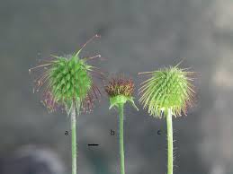 Image result for Geum urbanum