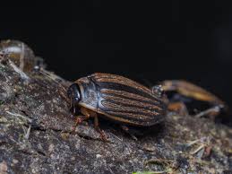 Attēlu rezultāti vaicājumam “Acilius sulcatus”