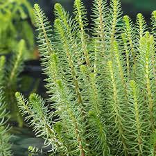 Attēlu rezultāti vaicājumam “Hippuris vulgaris”