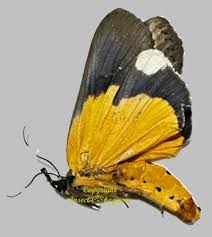 Attēlu rezultāti vaicājumam “Arctiidae”