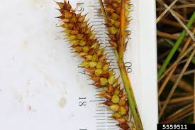 Attēlu rezultāti vaicājumam “Carex rostrata”