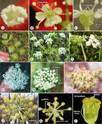 Attēlu rezultāti vaicājumam “Umbelliferae”