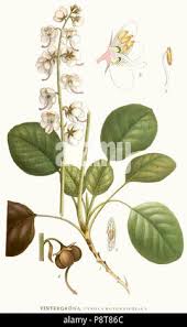 Attēlu rezultāti vaicājumam “Pyrola rotundifolia fruit”