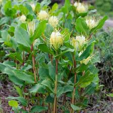 Image result for Helichrysum lindleyii