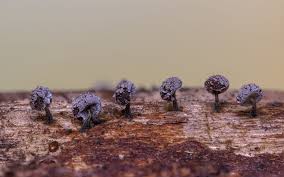 Attēlu rezultāti vaicājumam “Physarum straminipes”