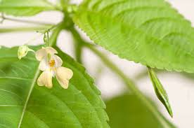 Attēlu rezultāti vaicājumam “Impatiens parviflora leaf”