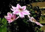Clemitis nelly moser flower - via Daymix