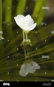 Attēlu rezultāti vaicājumam “Stratiotes aloides flower”