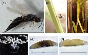 Attēlu rezultāti vaicājumam “Euura brevicornis”