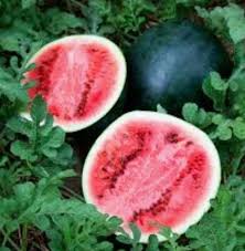 Attēlu rezultāti vaicājumam “Citrullus lanatus”