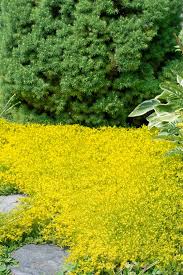 Image result for Mauerpfeffer