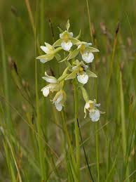 Attēlu rezultāti vaicājumam “Epipactis helleborine fruit”