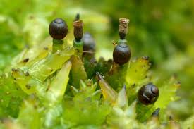 Attēlu rezultāti vaicājumam “Sphagnum angustifolium sporophyte”