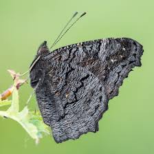 Attēlu rezultāti vaicājumam “Inachis io underside”