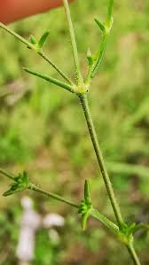 Attēlu rezultāti vaicājumam “Sagina nodosa”