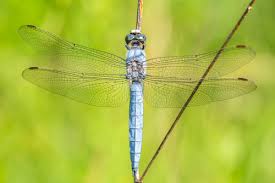 Attēlu rezultāti vaicājumam “Orthetrum brunneum”