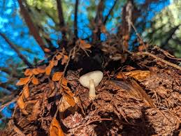 Attēlu rezultāti vaicājumam “Pohlia wahlenbergii sporophyte”