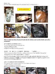 Kuvahaun tulos haulle bonsaikitten