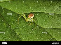 Attēlu rezultāti vaicājumam “Diaea dorsata”
