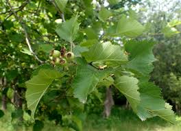 Attēlu rezultāti vaicājumam “Crataegus macracantha fruit”