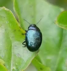 Attēlu rezultāti vaicājumam “Phaedon cochleariae”