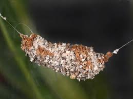 Attēlu rezultāti vaicājumam “Parascotia fuliginaria”