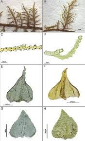 Attēlu rezultāti vaicājumam “Thuidium assimile”