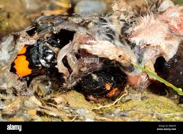 Attēlu rezultāti vaicājumam “Nicrophorus investigator imago”