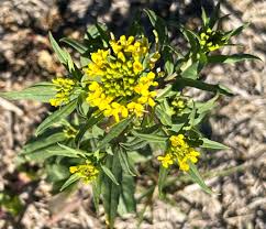 Attēlu rezultāti vaicājumam “Erysimum cheiranthoides”