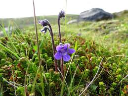 Attēlu rezultāti vaicājumam “Pinguicula vulgaris”