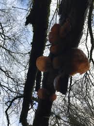 Attēlu rezultāti vaicājumam “Exidia recisa”