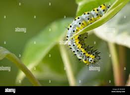 Attēlu rezultāti vaicājumam “Diloba caeruleocephala larva”