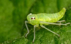 Attēlu rezultāti vaicājumam “Cicadellidae”