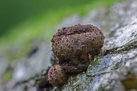 Attēlu rezultāti vaicājumam “Encoelia furfuracea”