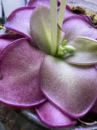 Attēlu rezultāti vaicājumam “Pinguicula vulgaris fruit”