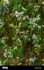 Attēlu rezultāti vaicājumam “Fagopyrum esculentum fruit”