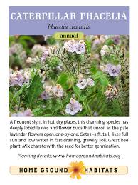 Image result for Phacelia