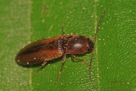 Attēlu rezultāti vaicājumam “Dalopius marginatus”