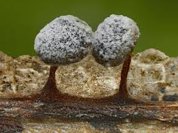 Attēlu rezultāti vaicājumam “Didymium clavus stalked”