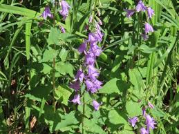 Attēlu rezultāti vaicājumam “Campanula rapunculoides bud”