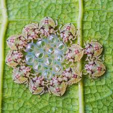 Attēlu rezultāti vaicājumam “Pentatomidae eggs”