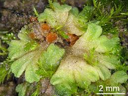 Attēlu rezultāti vaicājumam “Riccia bifurca”
