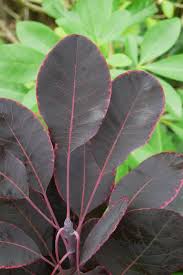 Attēlu rezultāti vaicājumam “Cotinus coggygria leaf”