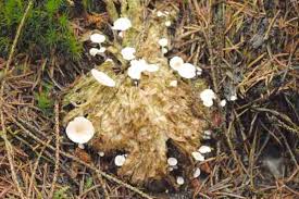 Attēlu rezultāti vaicājumam “Trichocera regelationis”