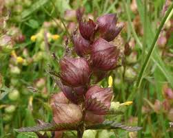 Attēlu rezultāti vaicājumam “Rhinanthus minor”