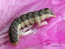 Attēlu rezultāti vaicājumam “Mamestra brassicae larva”