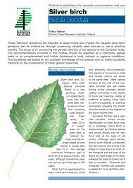 Attēlu rezultāti vaicājumam “Betula pendula var. carelica”