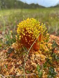 Attēlu rezultāti vaicājumam “Splachnum ampullaceum”