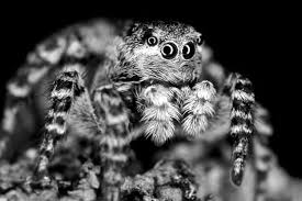 Attēlu rezultāti vaicājumam “Aelurillus v-insignitus”