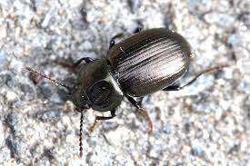 Attēlu rezultāti vaicājumam “Tenebrionidae”